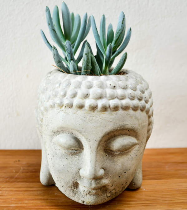 Vaso in cemento buddha cemento chiaro