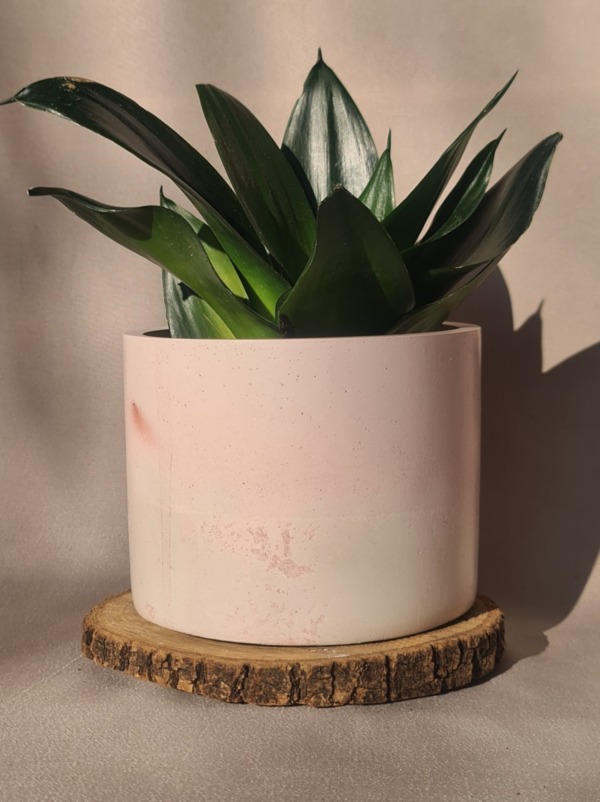 Pink Sands - immagine 3