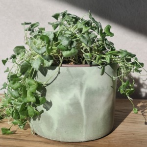 Sage green and White