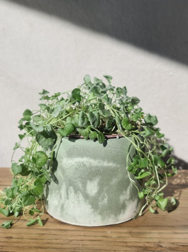 White and Sage Green - immagine 6