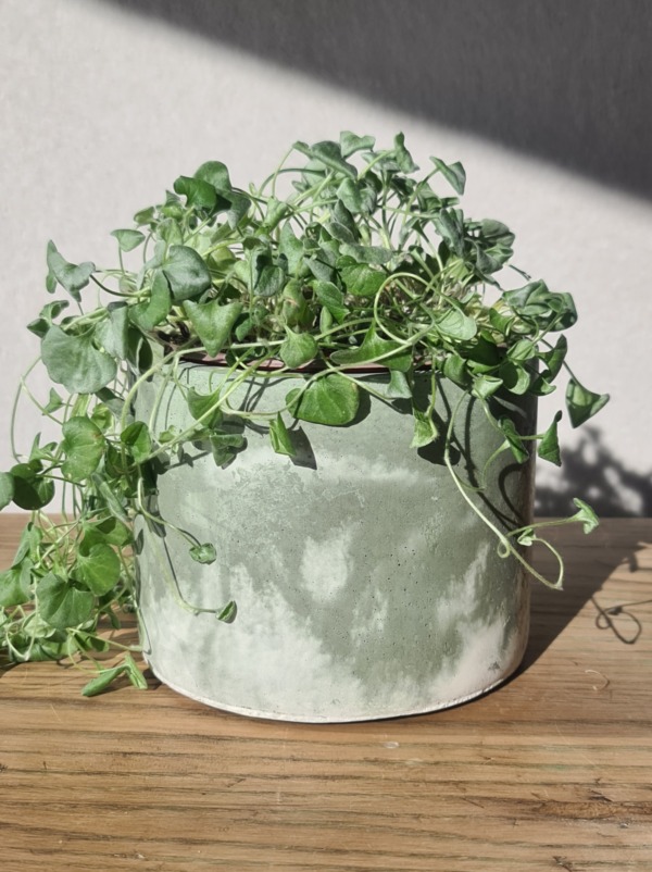 White and Sage Green - immagine 5