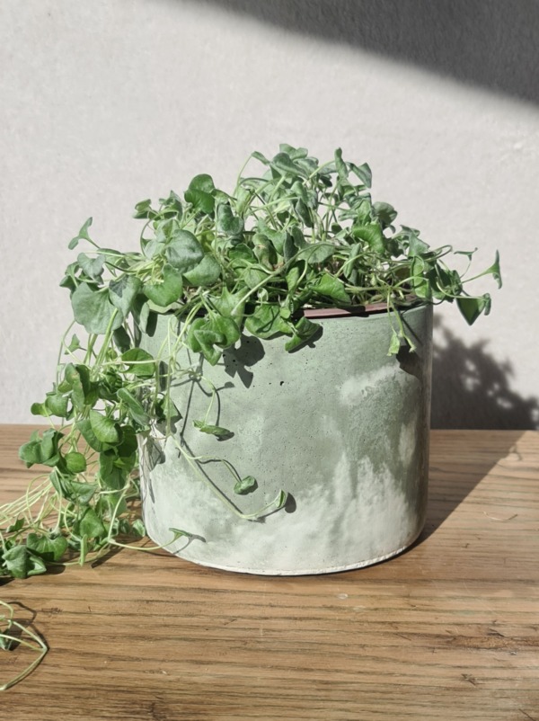 White and Sage Green - immagine 4
