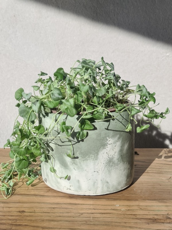 White and Sage Green - immagine 3