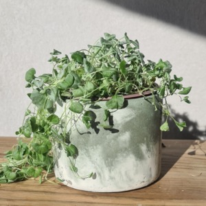 White and Sage Green