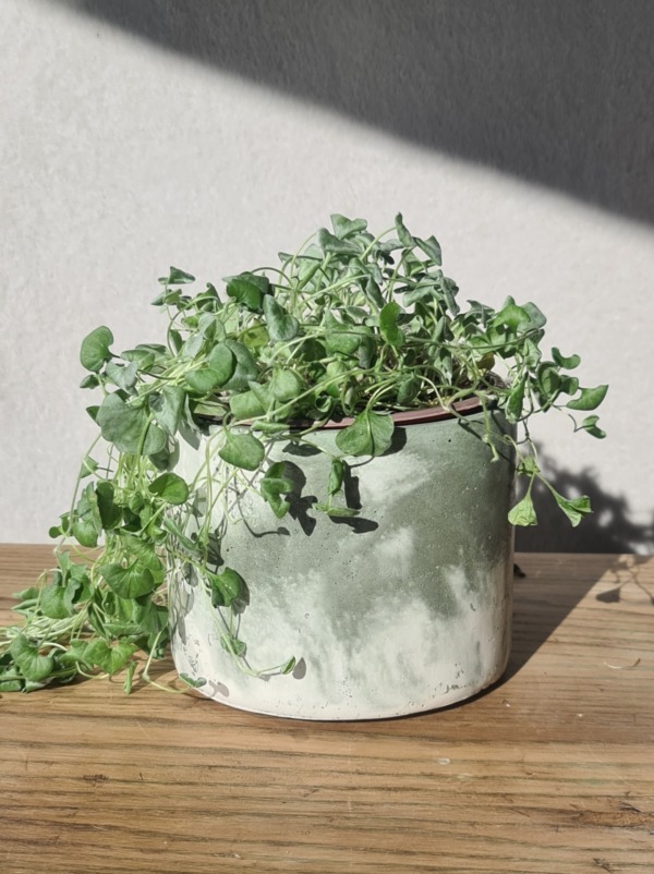White and Sage Green