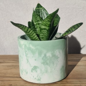 Green and White