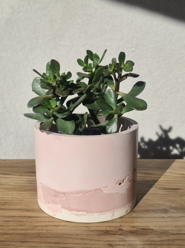 Pink and White - immagine 5
