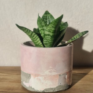 Liliac, Grey and White